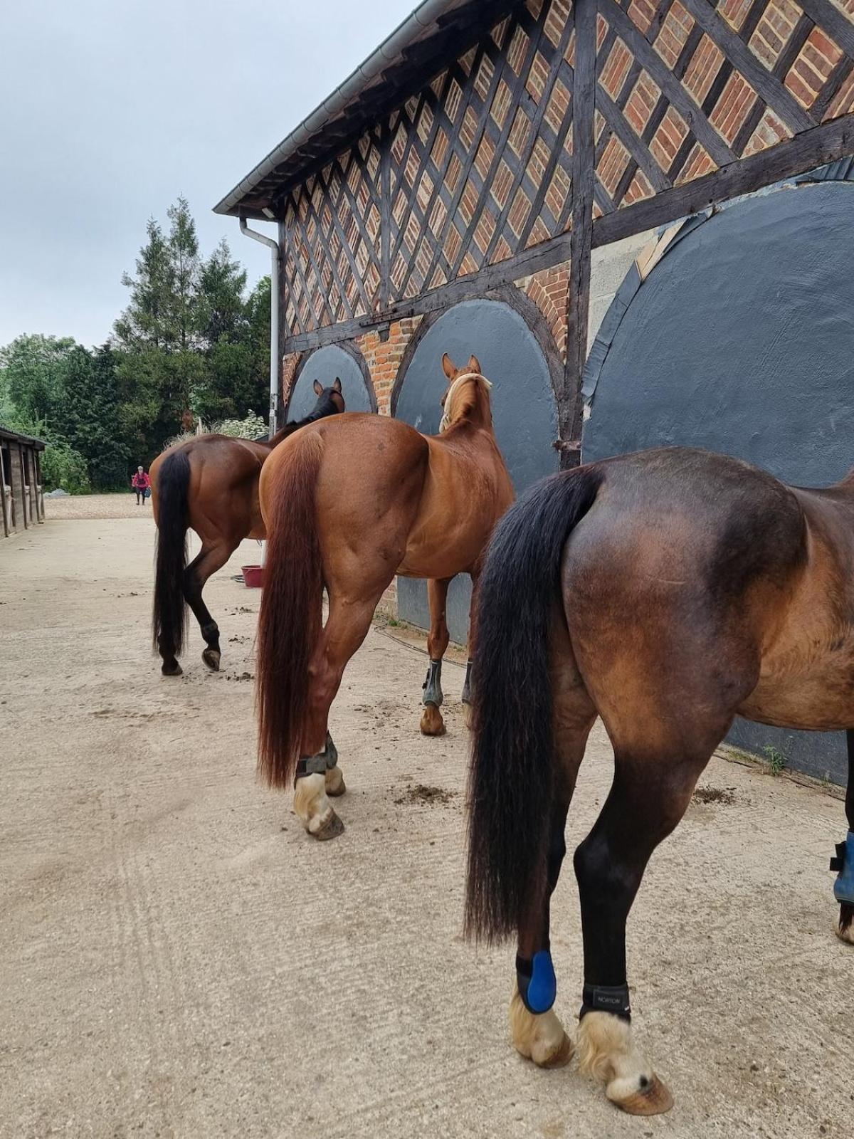 Le Petit Haras De Chalet Valmont (Seine-Maritime)