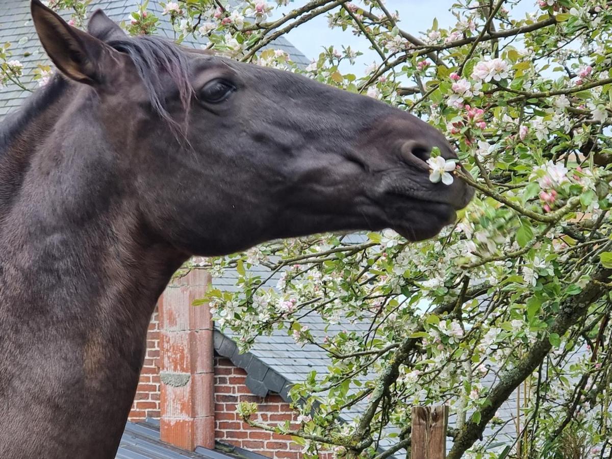 Le Petit Haras De